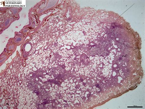 Muellerius Sp Roundworms Monster Hunters Guide To Veterinary Parasitology