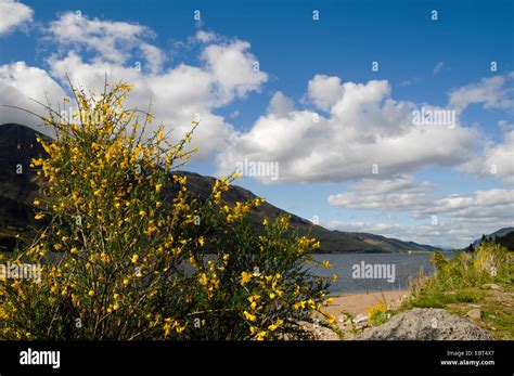 Blooming Broom At Loch Lochy United Kingdom Scotland Argyll Stock