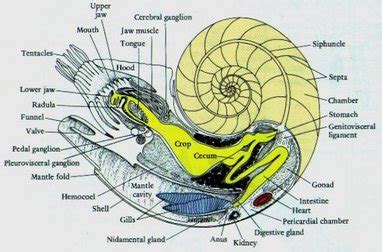 cephalopod   week  chambered nautilus cr