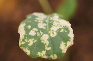 Bagrada Bug North Central Integrated Pest Management Center