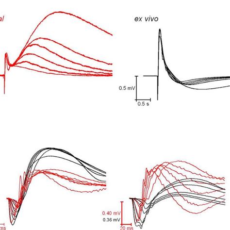 Erg Flash Response Families From The Same Retina In Vivo And Ex Vivo