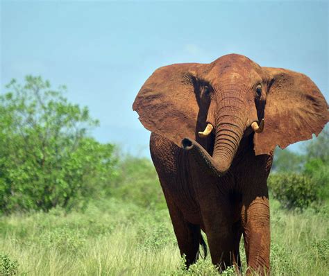 Faune Diversité Les éléphants dAfrique en grand danger