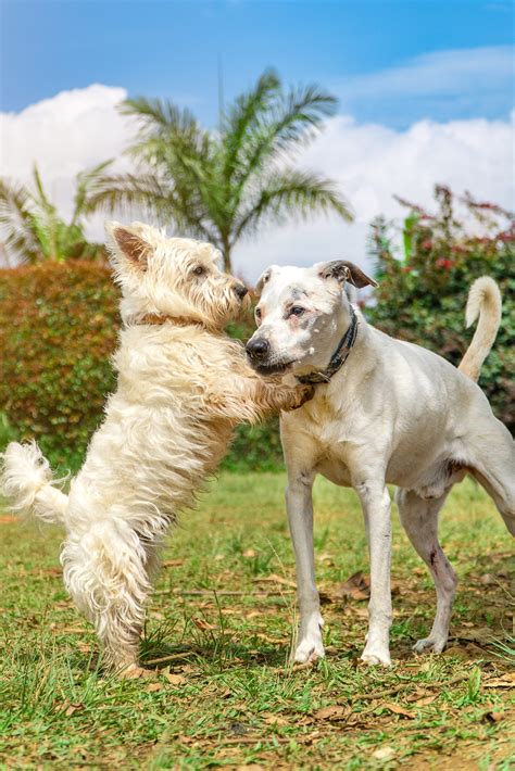 Elige la raza de perro perfecta según tu estilo de vida Consejos y