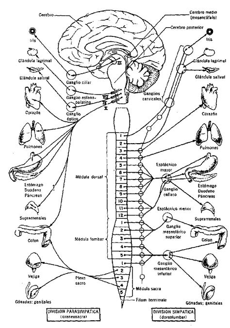 Sistema Nervioso Para Colorear Sistema Nervioso