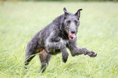 Scottish deerhound, Dog Breeds information - Full Of Dogs