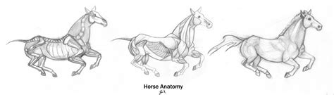 Animal Anatomy: Horse 02 by 89ravenclaw.deviantart.com on @DeviantArt | Animals, Horse anatomy ...