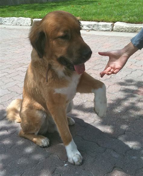 Dog of the Day: Jake the St. Bernard/Golden Retriever Mix - The Dogs of ...