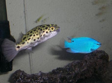 Green Spotted Puffer converted to Saltwater? | Saltwaterfish.com Forums ...