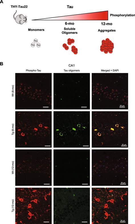 CA1 Neurons In 6 Mo Tg Mice Are Enriched With Tau Oligomers A