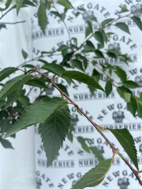 Cherry Blossom Tree Prunus The Bride Ft Newgate Nurseries