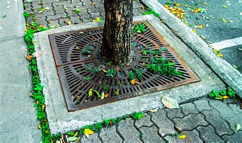 urban tree pit design factors  stormwater management performance