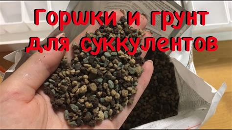 Горшочки и грунт для моих суккулентов. Лечуза Пон - YouTube