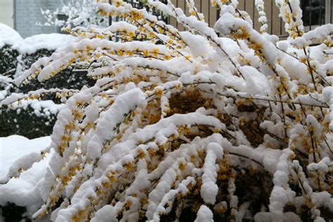 Blüten Willkommen auf der Website von Renate Heer