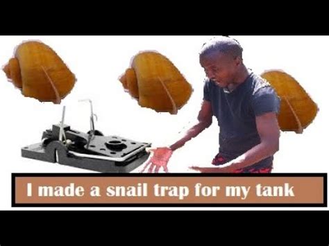 Minute Build Diy Aquarium Snail Trap Youtube