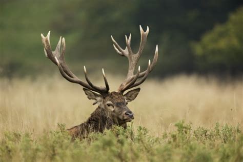 De Quoi Sont Faits Les Bois Des Cerfs Finn Ans Images Doc