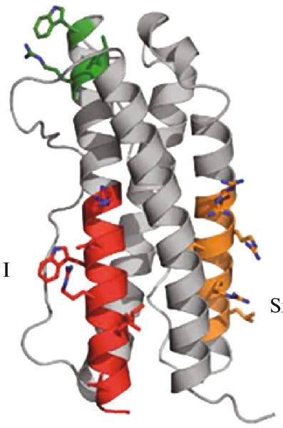 Structure Of Il 11 The Binding Sites Of The Cytokine With The Receptor