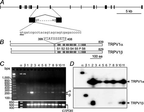 Expression Of Trpv1 And Trpv1 In Mouse Tissues A A Diagram Showing