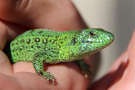 Lézard Reptile Vert Photo gratuite sur Pixabay Pixabay