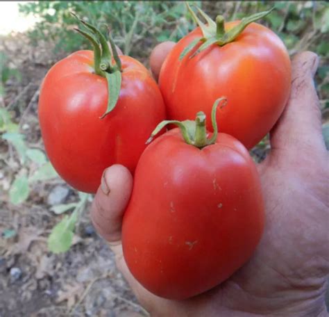 Large Amish Paste Tomato Heirloom Organic 20 Seeds Etsy