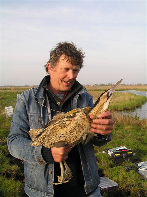 Roerdomp Zenderen Vroege Vogels Bnnvara