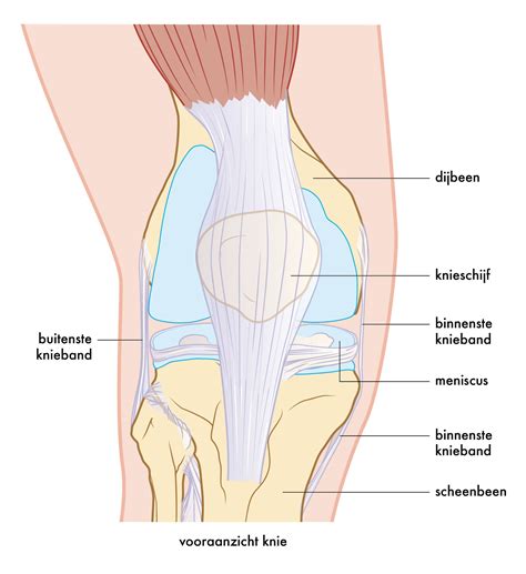 Knie Anatomie Spieren Anatomie Van Knie Spieren Sexiz Pix