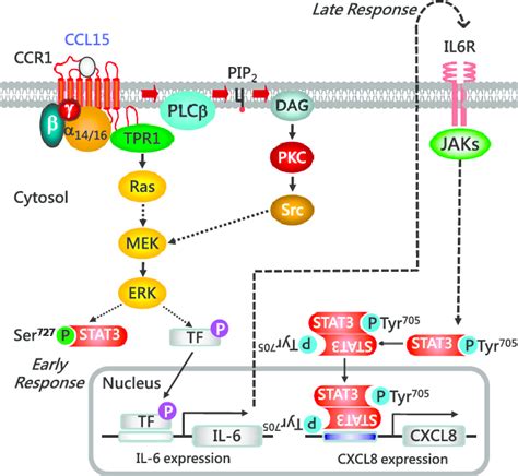 A Proposed Model Of Ccr1 Ga 14 16 Mediated Il 6 Stat3 Cxcl8