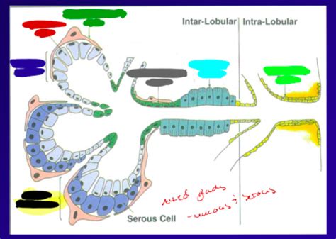 Mixed Gland Mucous And Serous Diagram Quizlet