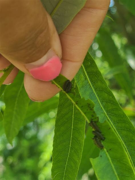 Chrysomela Confluens From Riverfront Regional Park On June At