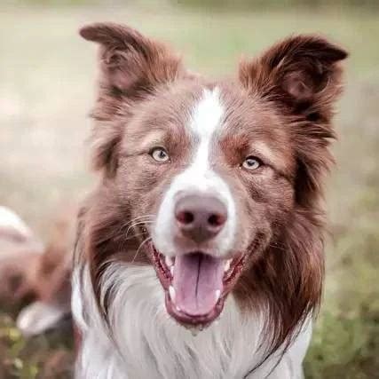 边牧专栏丨不想被边境牧羊犬舔怎么办 狗狗