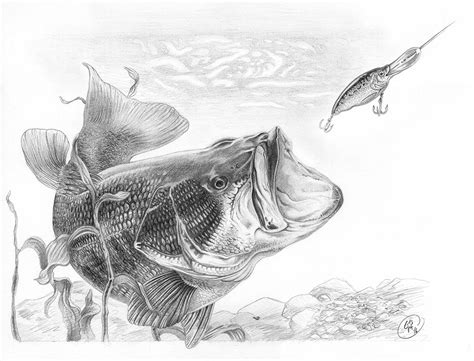 Largemouth Bass Sold By Krishnacreative On Deviantart