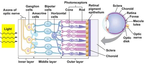 Human Eye Anatomy - Parts of the Eye and Structure of the Human Eye