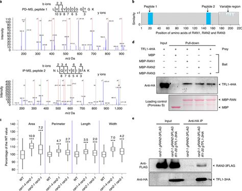 TFL1 Interacts With RAN Proteins A TFL1 Interacting Partners