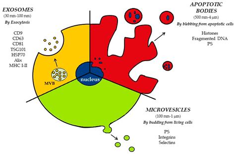 Ijms Free Full Text Biology And Role Of Extracellular Vesicles Evs