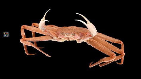 ズワイガニ 🦀 ♂ Snow Crab Chionoecetes Opilio Download Free 3d Model By