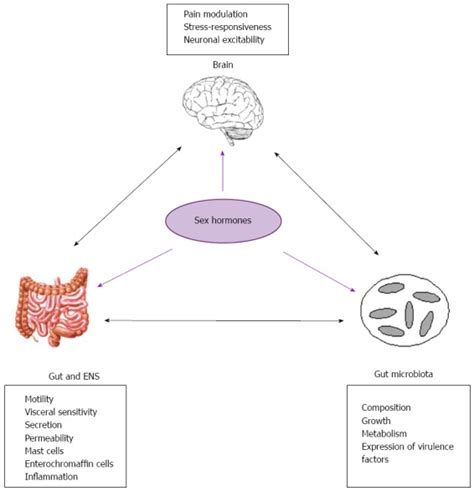 Sex Hormones In The Modulation Of Irritable Bowel Syndrome Pmc