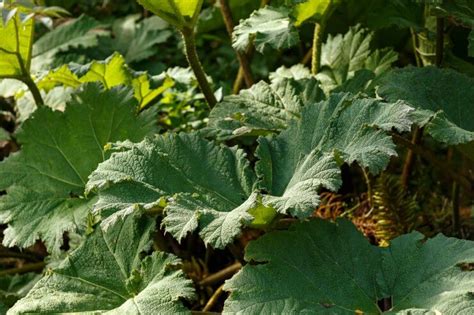 Remarkable Rhubarb Food Gardening Network