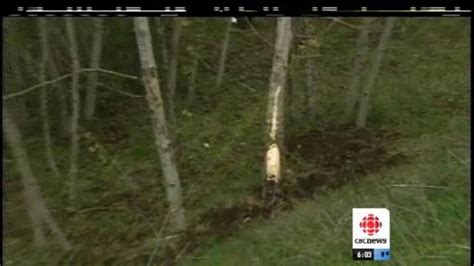 Women Rescued From Ditch Cbc Ca