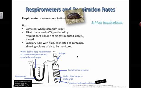 Respirometer Experiments and Ethics (2016) IB Biology - YouTube