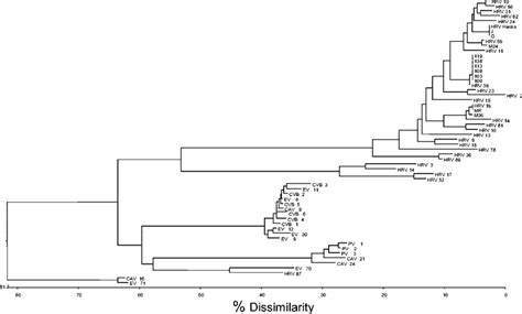 Phylogenetic Tree Of HRV And HEV Based On Homology Of 3C Protease Amino