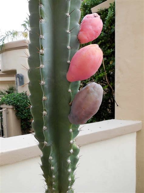 Peruvian Torch Cactus Grow And Care Guide Easy Way To Garden