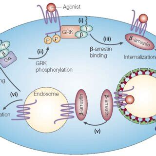 3 Schematic Representation Of The GPCR Internalization Modified From