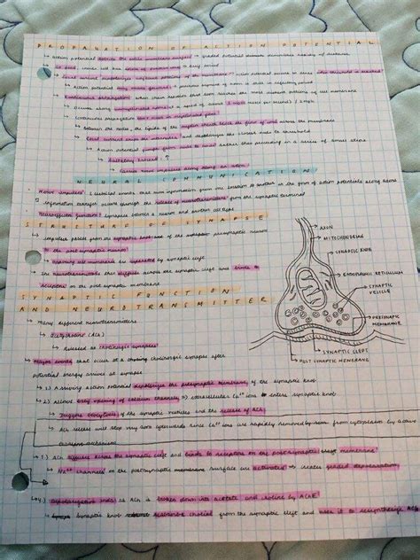 Printable Anatomy Notes