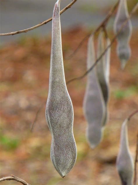 Wisteria Seed Pod Garden Seeds