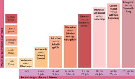 Entwicklungsaufgaben Nach E Erikson Flashcards Quizlet
