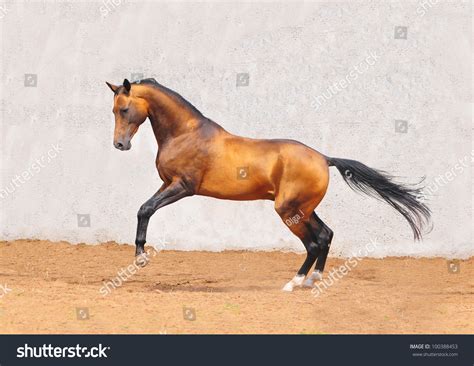 Buckskin Akhal-Teke Horse In Motion Stock Photo 100388453 : Shutterstock