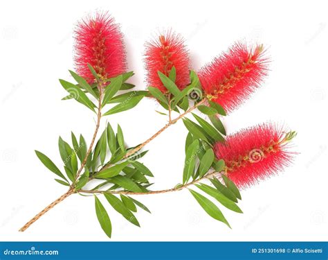 Bottlebrush Flowers Stock Photo Image Of Brush Green 251301698