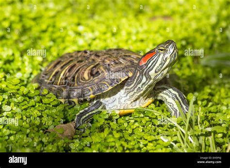 Red Eared Slider Trachemys Scripta Elegans Turtle Head Portrait In