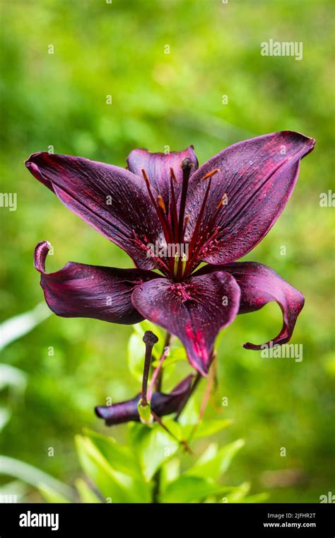 Dark Purple Beautiful Lily Flower Bloom Closeup Lilium Lanciifolium