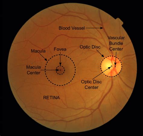 Main Anatomical Structures To Consider In A Retinal Image Right Eye