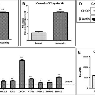 Lipotoxicity Causes Oxidative Stress Endoplasmic Reticulum Stress And